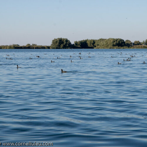 lacul isac lacul isac