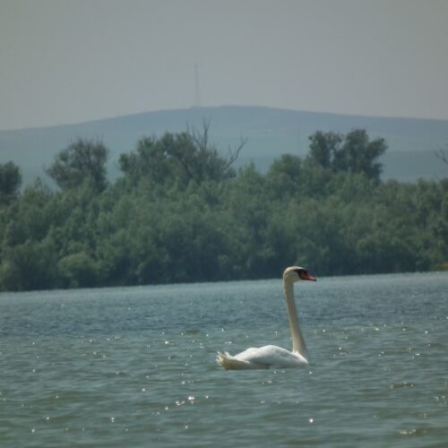 lacul_radacinosgorgova lacul_radacinosgorgova